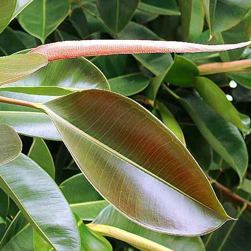 Rubber Plant (Ficus elastica) - Description and Uses