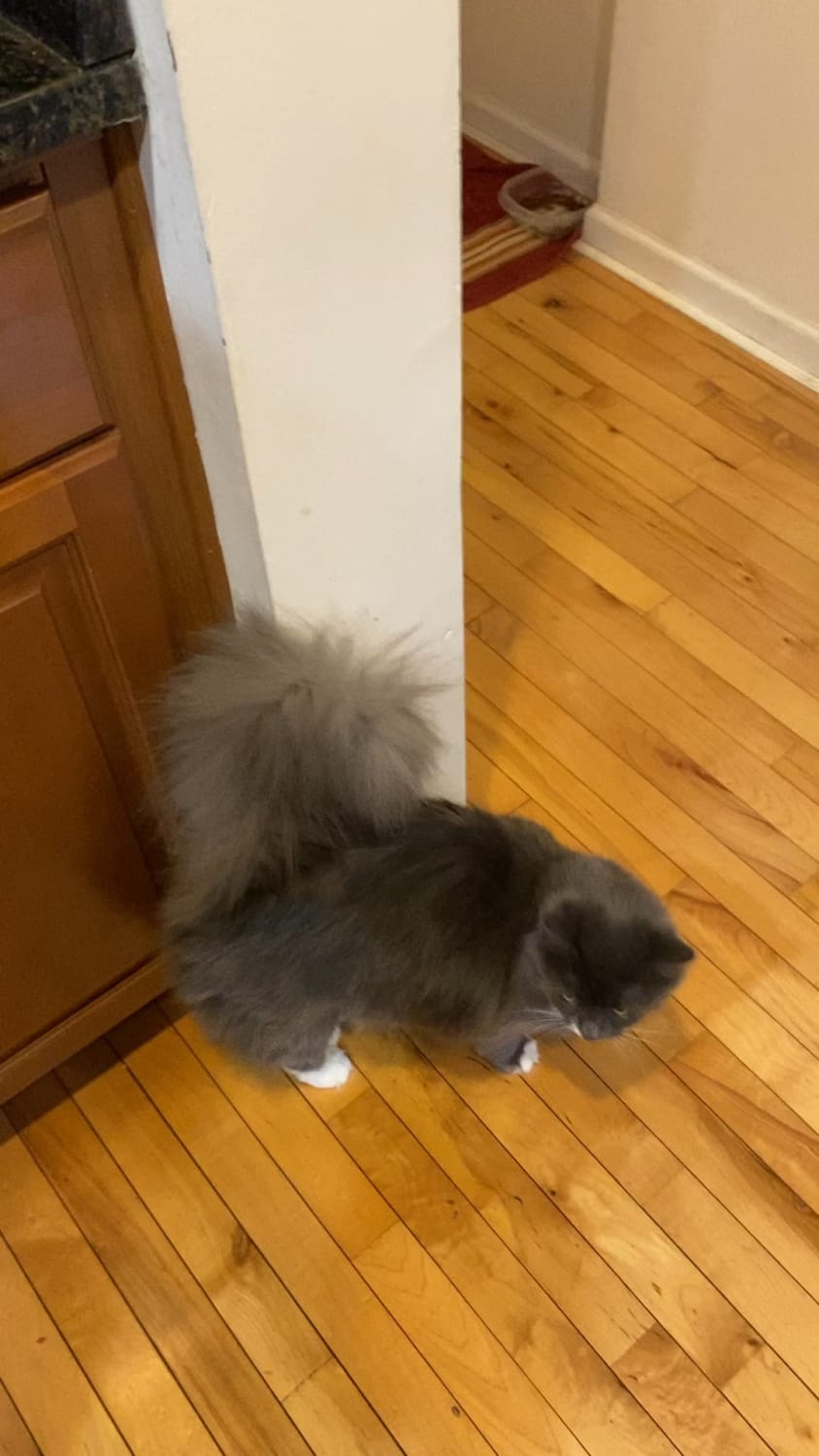 My girlfriend adopted these two from our last litter of foster kittens. I have never seen such fluffy tails, I swear the tails are bigger than the cats.