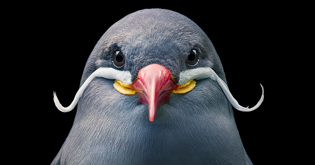 Stunning Portraits of Rare and Endangered Birds Full of Personality