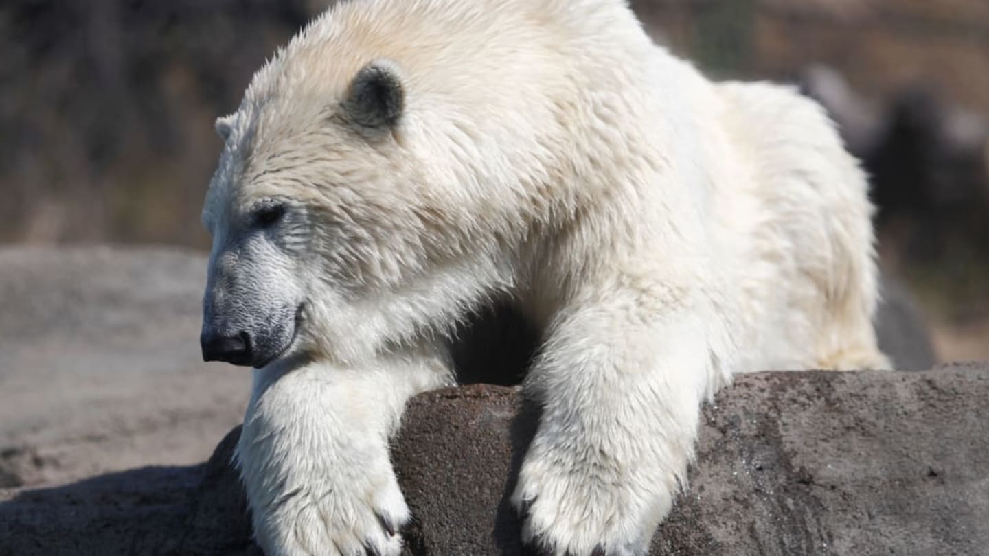 The Right to Bear Arms: Polar Bears Use Tools to Attack Walruses, According to Science