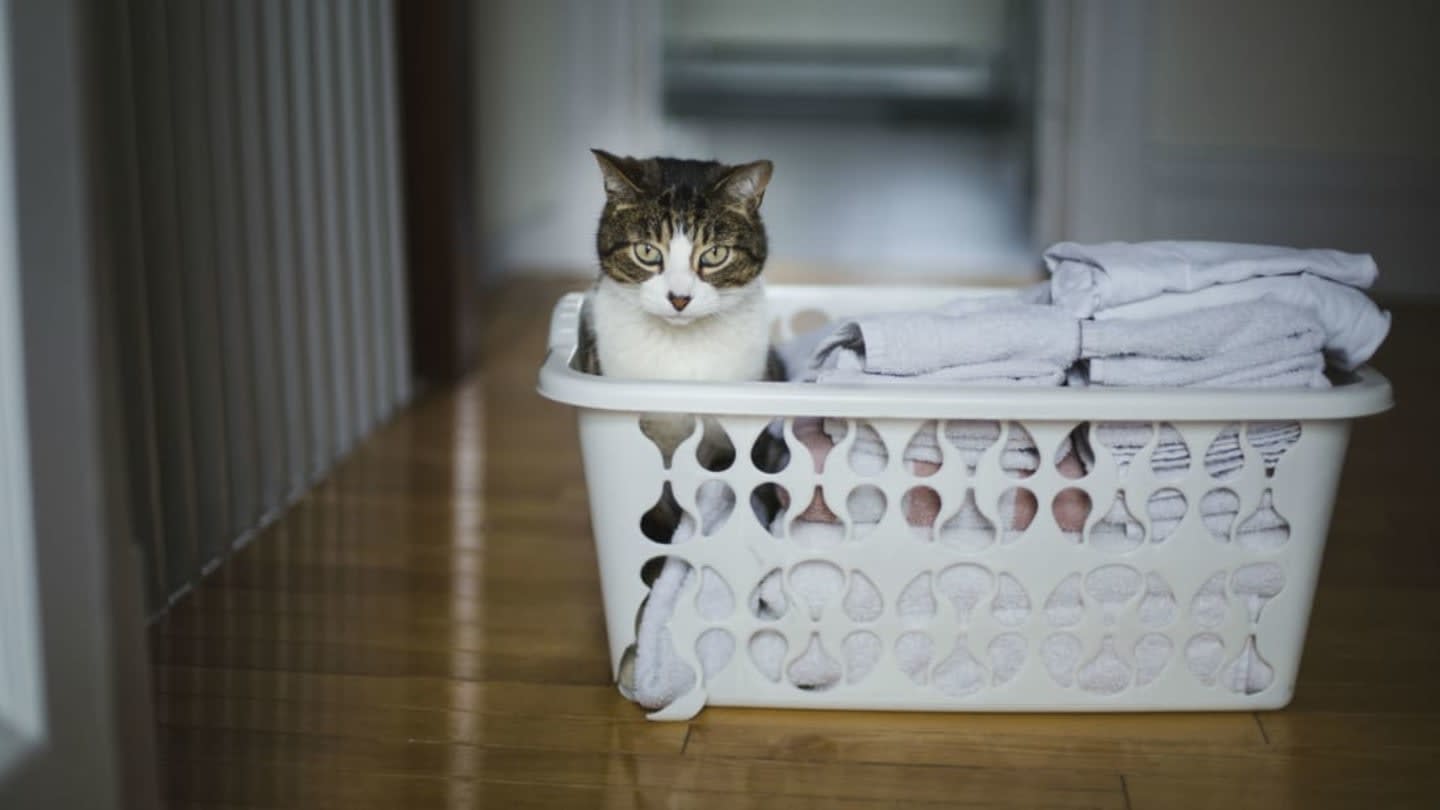 The Reason Why Dryer Sheets Are Toxic to Cats and Dogs