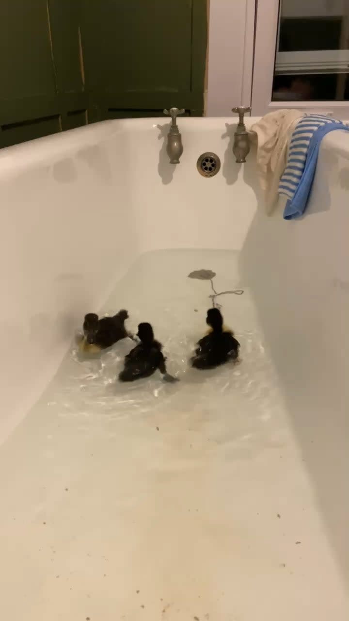Bath before bed zoomies
