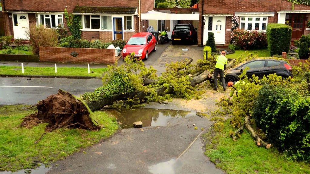 Learn How Tree Surgeons In Leatherhead Assure Their Safety