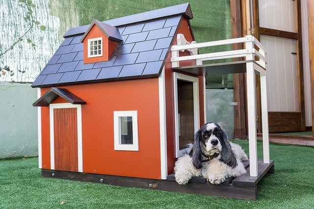 Canine Home Constructing And Shopping for Information