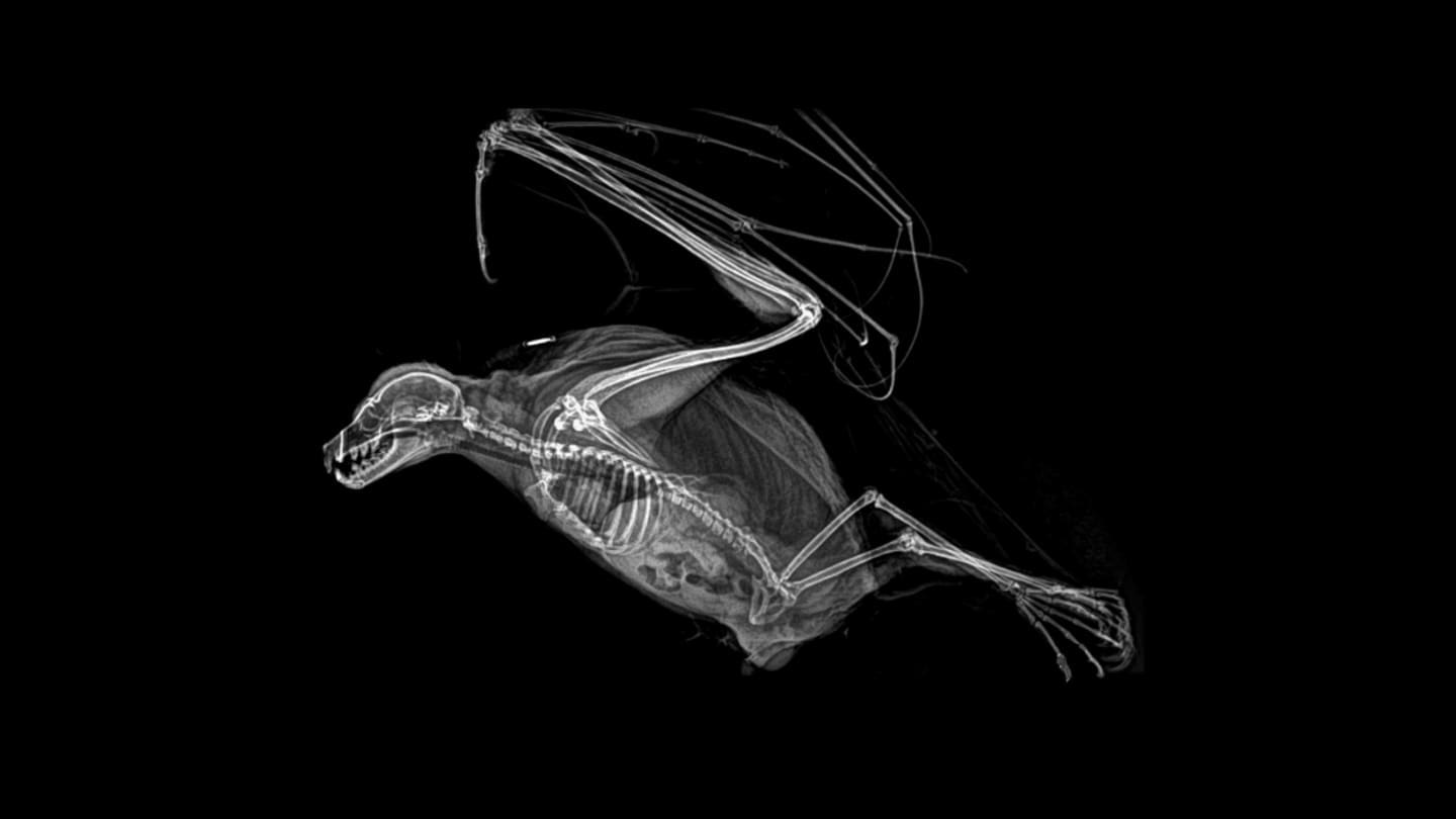 12 Amazing Animal X-Rays from the Oregon Zoo
