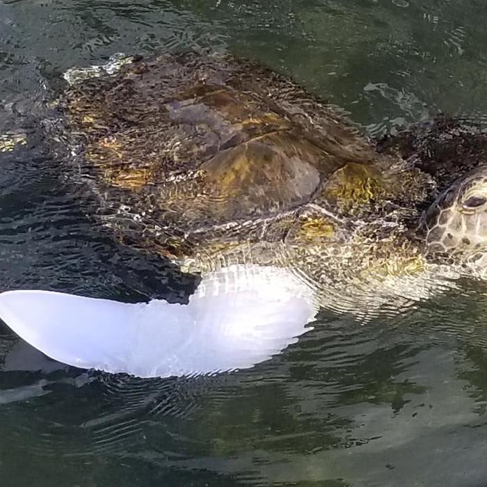 Turtle starts swimming again with prosthetic flipper