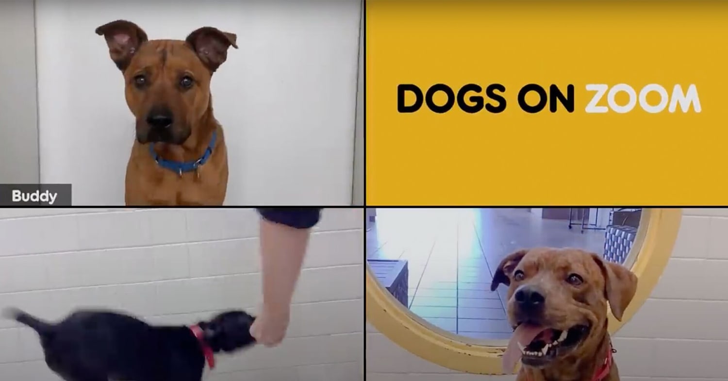 Pedigree Starts 'Dogs on Zoom' Program to Offer Animal Lovers Safe, Contact-Free Pet Adoptions