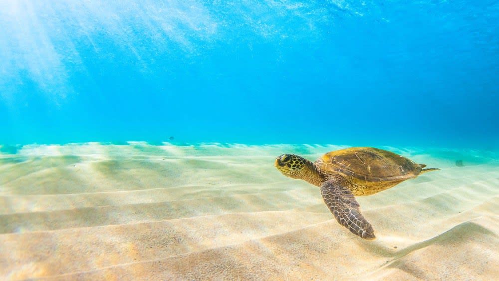 Top 10 Maui Ocean Activities