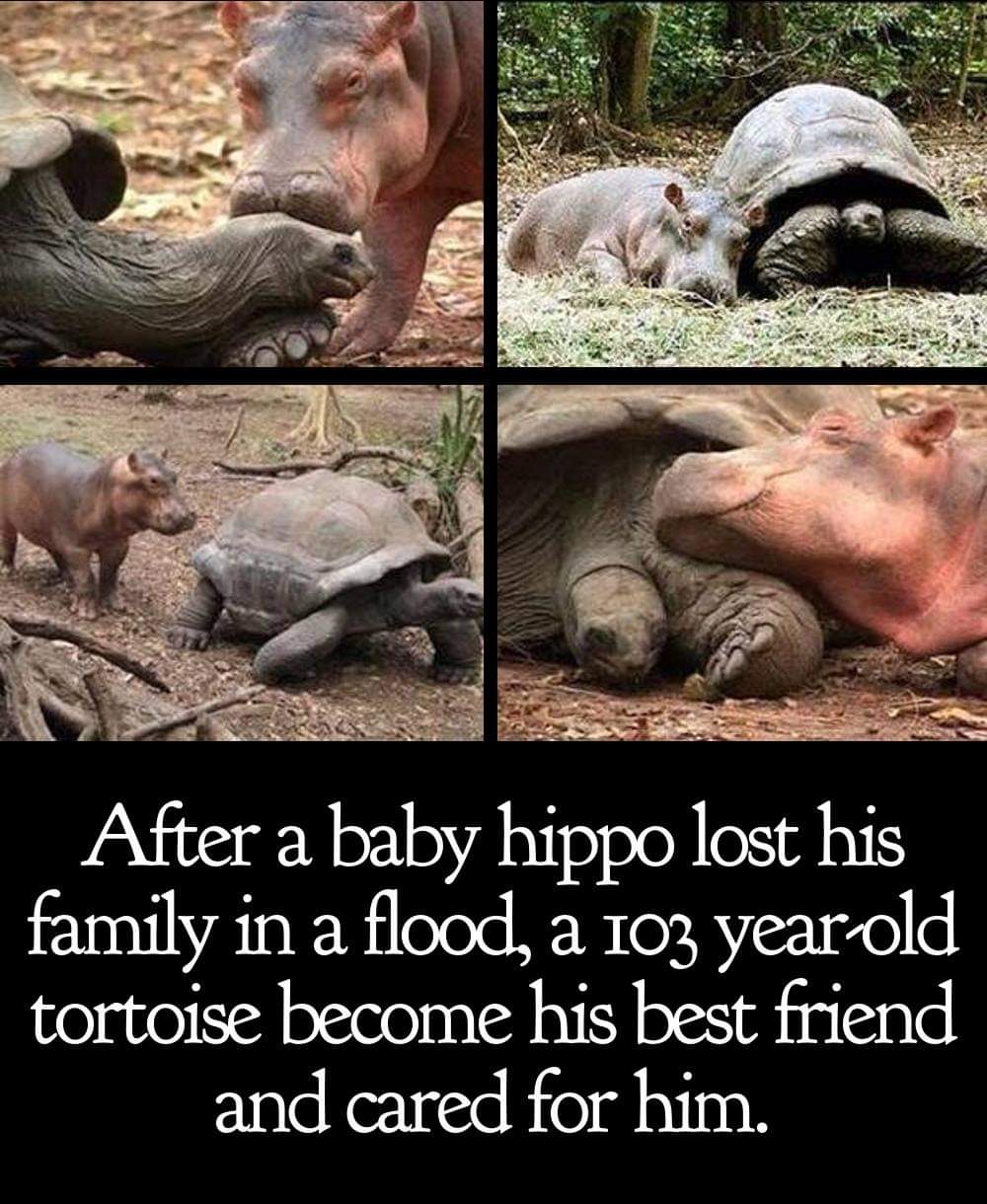 We don't deserve animals...