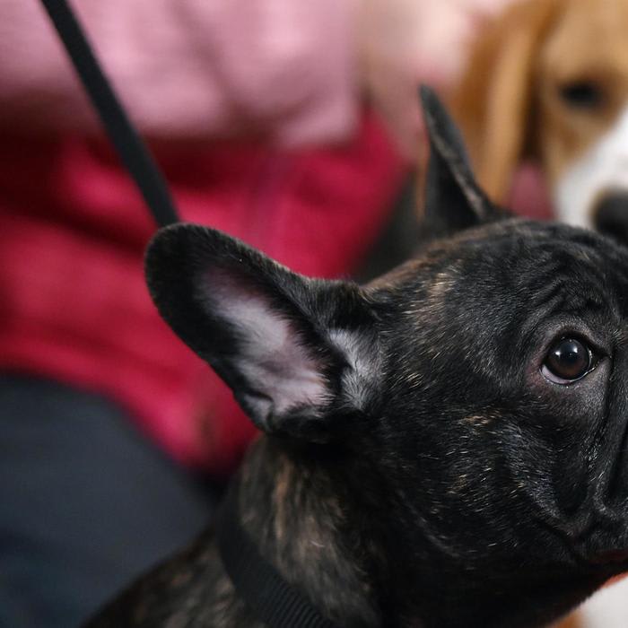 Are We Loving French Bulldogs to Death?