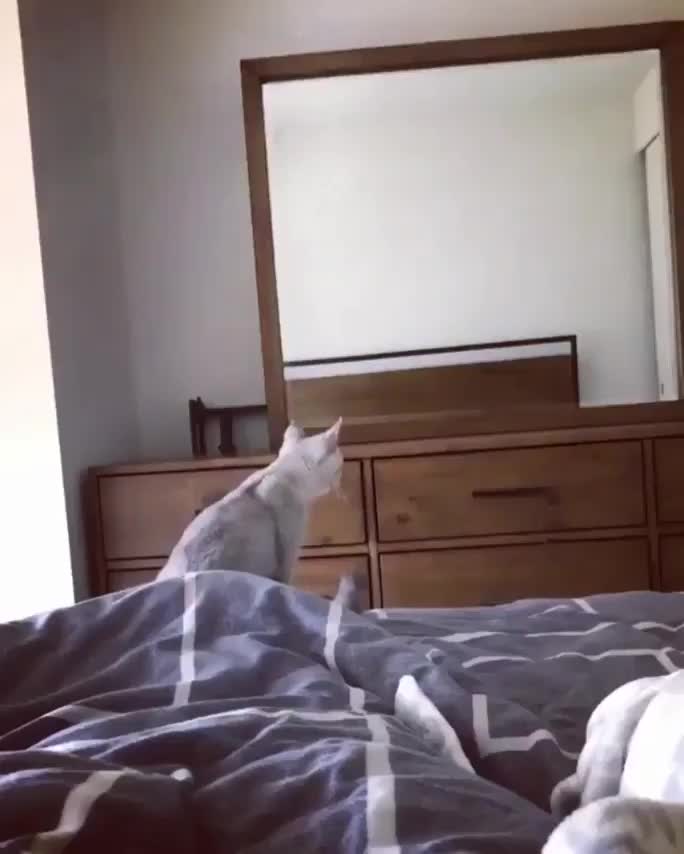 This cat's reaction to the mirror