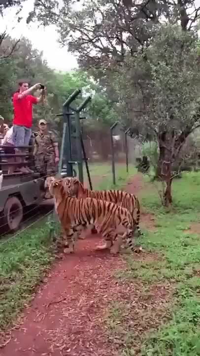 Tiger's jump