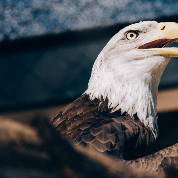 Congress Is Quietly Eroding the Endangered Species Act