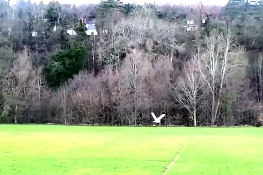 Another one of me and my barn owl. (slow motion)