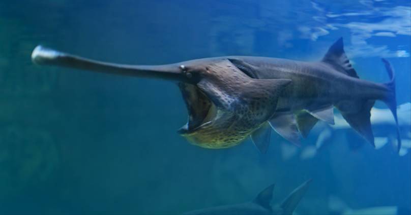 Giant Chinese Paddlefish First Species Of 2020 Declared Extinct