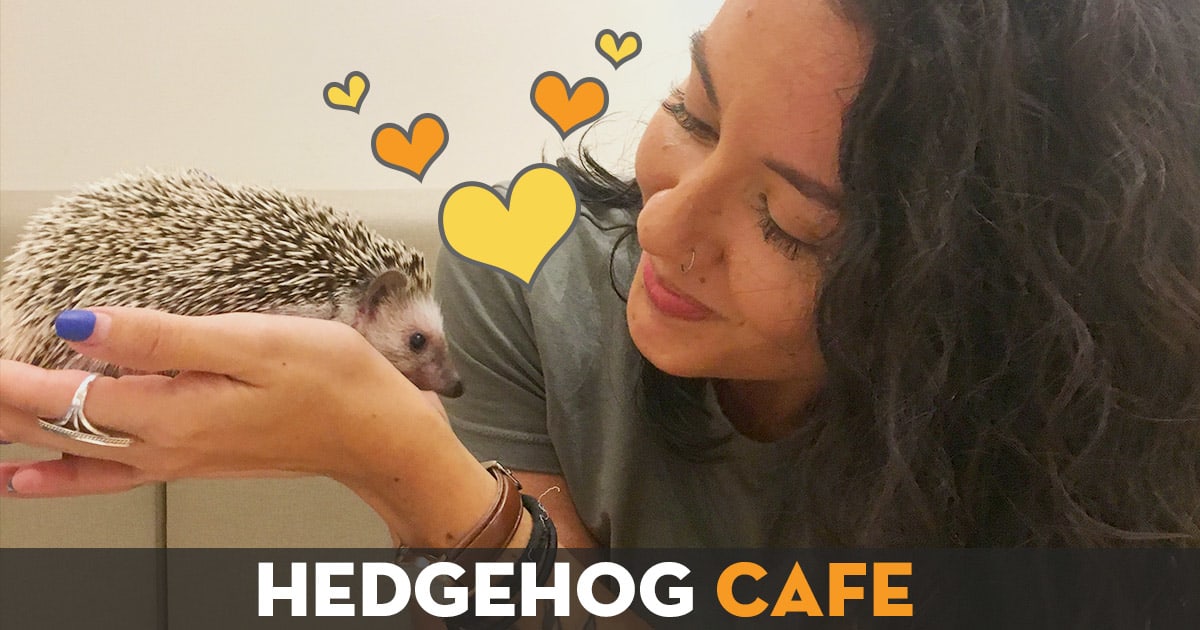 Hedgehog Cafe - Taipei City, Taiwan