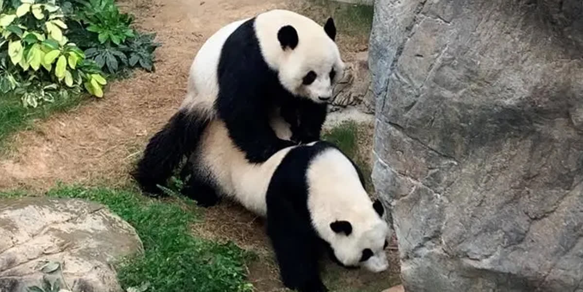 Giant Pandas Mate For First Time In Empty Hong Kong Zoo After 10 Years Together