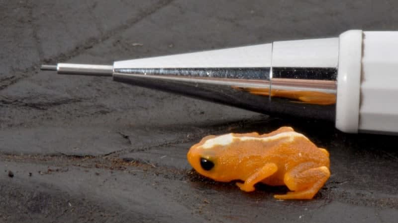 Most saddleback toad species (nicknamed "pumpkin toadlets") have only been discovered in the 21st century. They are barely over a centimetre long, and one species is even fluorescent under UV light! They are endemic to tiny sections of Brazil's cloud forest.