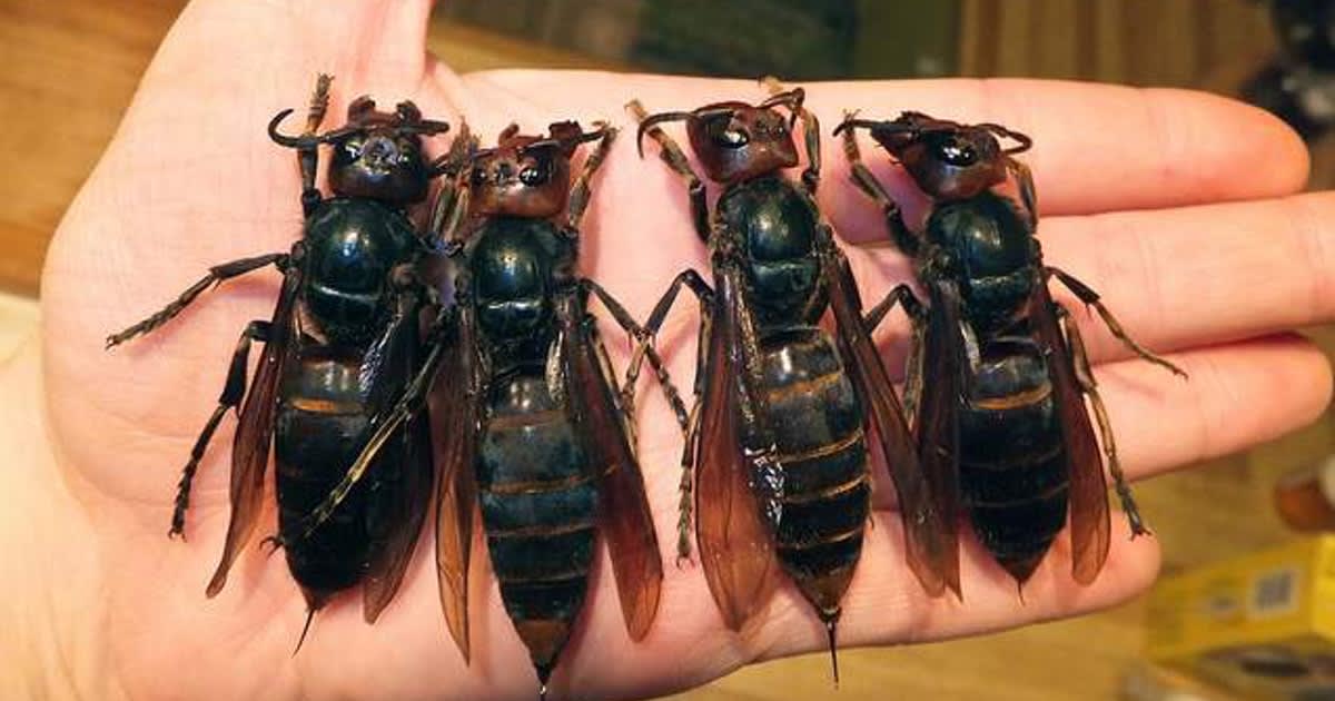 “Murder hornets" explained: Their scariest threat is not their venomous sting