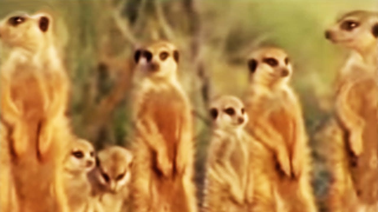 Meerkat Family in Africa | BBC Studios