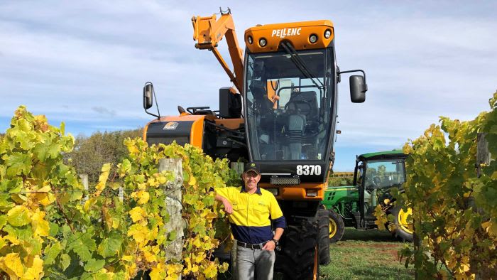 Machines take pressure off picker shortage in Tasmania's wine industry