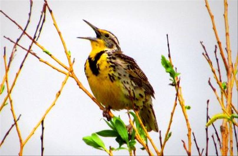 Nearly 3 Billion Birds Have Vanished Over The Past 50 Years In US And Canada
