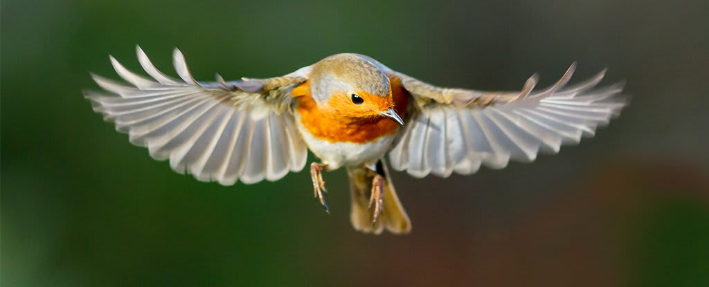Birds Can See Earth's Magnetic Fields, And Now We Know How That's Possible