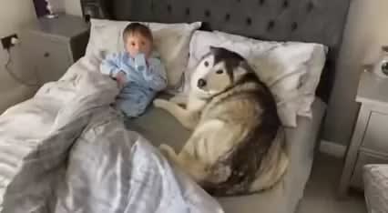 Doggo refuses the owner to get out of bed then proceeds to fall asleep looking after little human