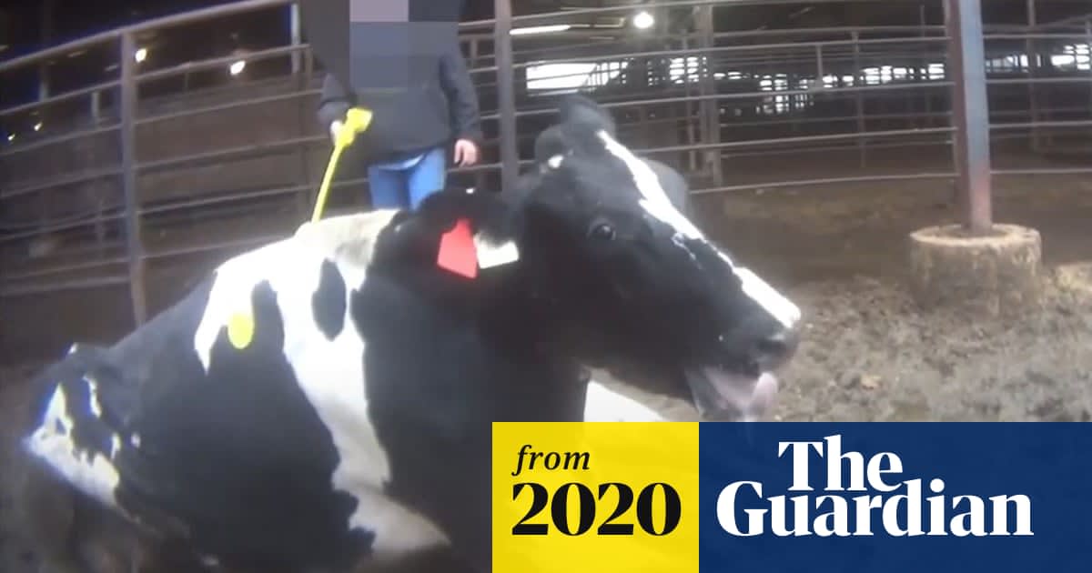 Alleged animal abuse in US dairy sector under investigation