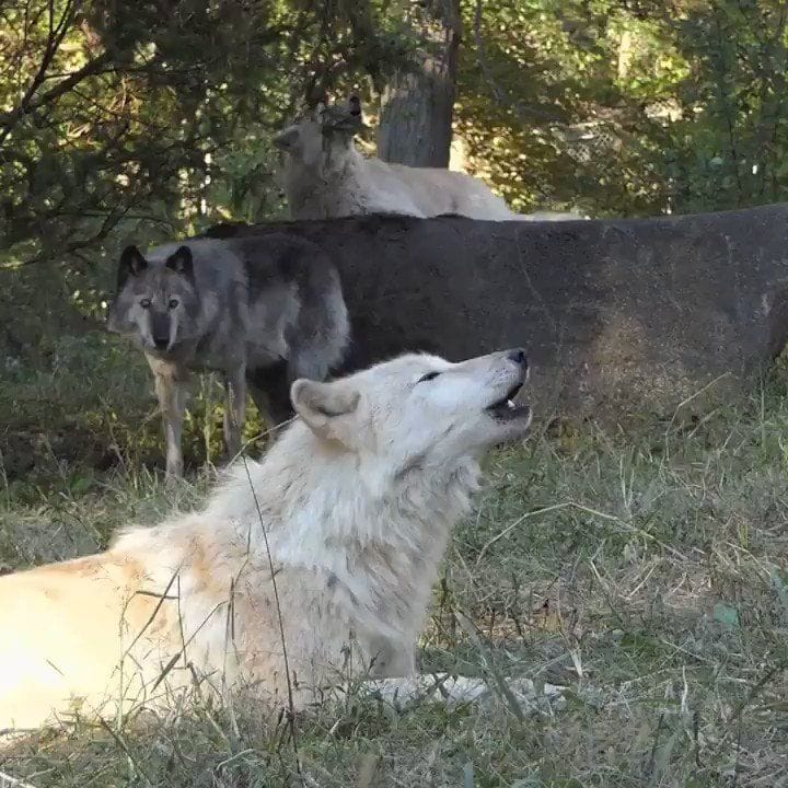 Did you know that sometimes wolves sing just to make music, as we do ...