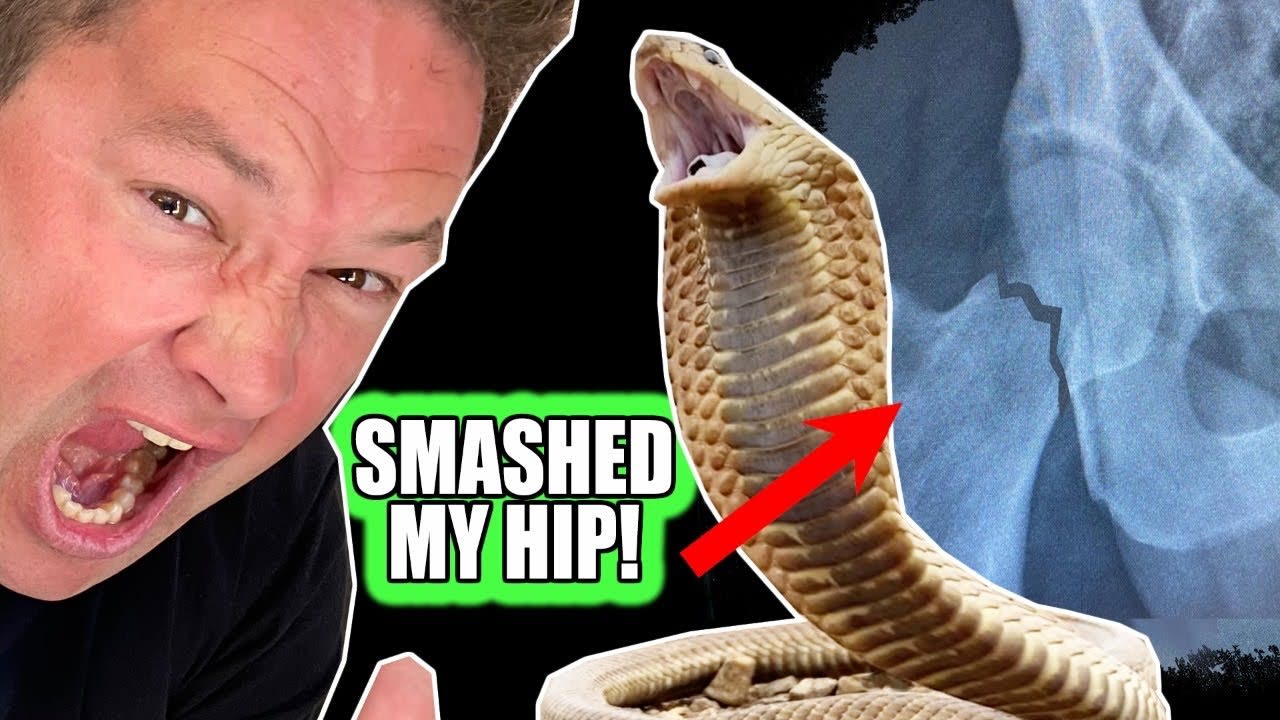 CRAZY COBRA CAPTURE whilst falling off MOVING VEHICLE!!!