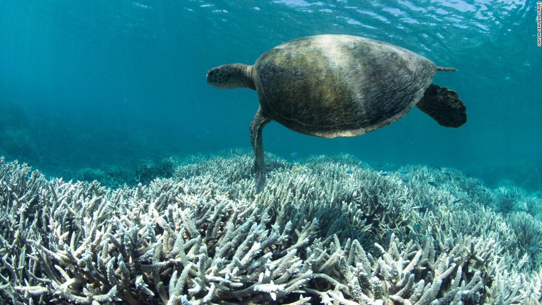 Climate change could kill all of Earth's coral reefs by 2100, scientists warn