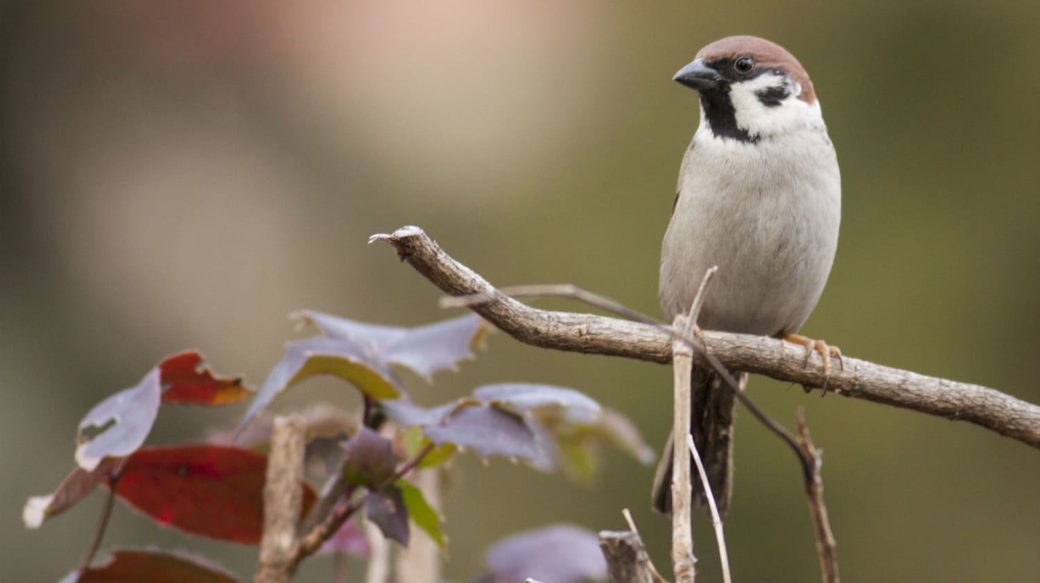 25 Things You Might Not Know About the Birds in Your Backyard