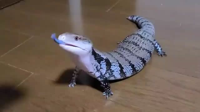 People of r/aww, even if you do not like reptiles... Y'all need to see this!