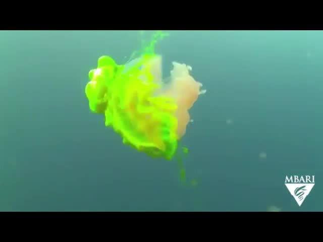 The invisible patterns of turbulence that a jellyfish makes
