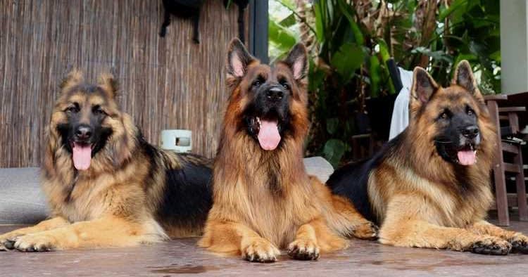 10 Interesting Facts About the German Shepherd