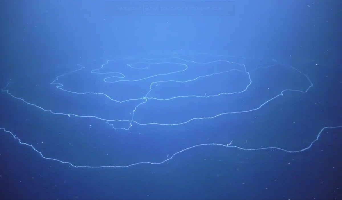 A 390-foot, string-like sea creature was spotted off the coast of Australia