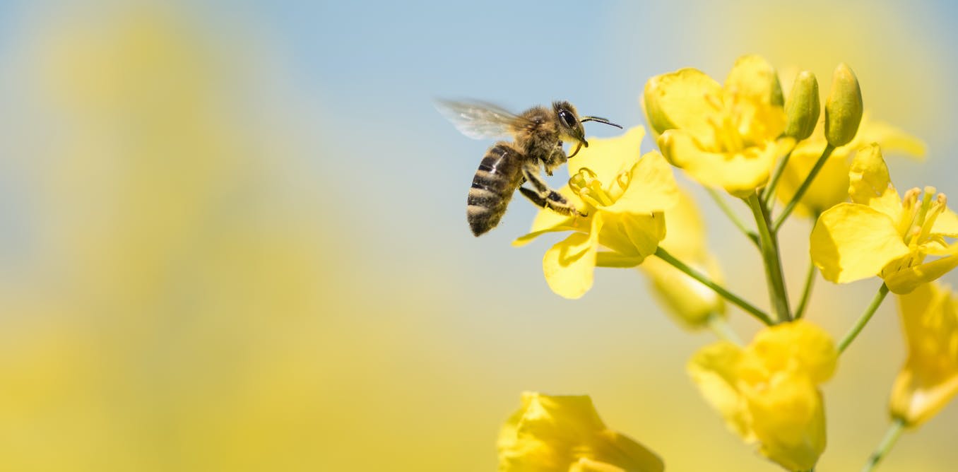 Bees: how important are they and what would happen if they went extinct?
