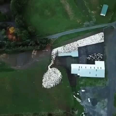 Sheepdog herding sheep as seen from the sky