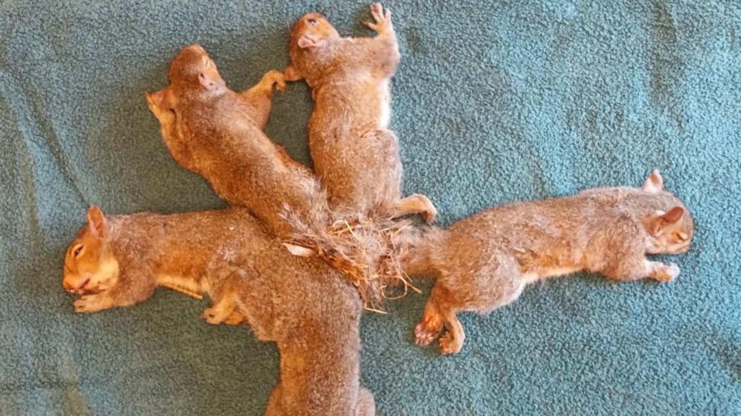 How a Wildlife Center Untangled Five Squirrels' Tails