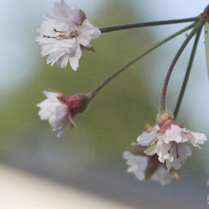 Typhoons cause Japan's famed cherry blossoms to bloom early