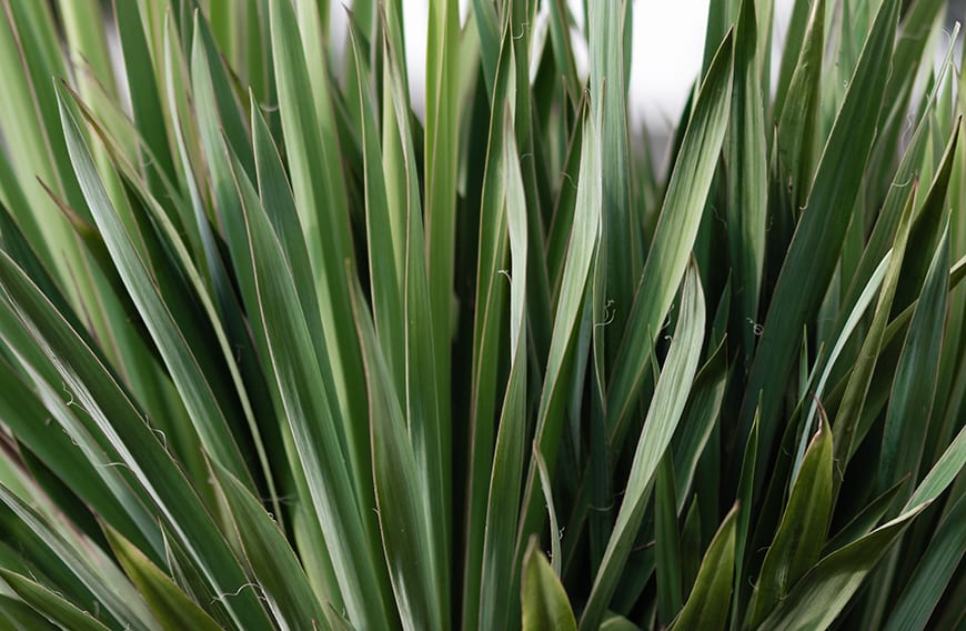 How to Care for Your Yucca Plant, the Biggest Succulent of All
