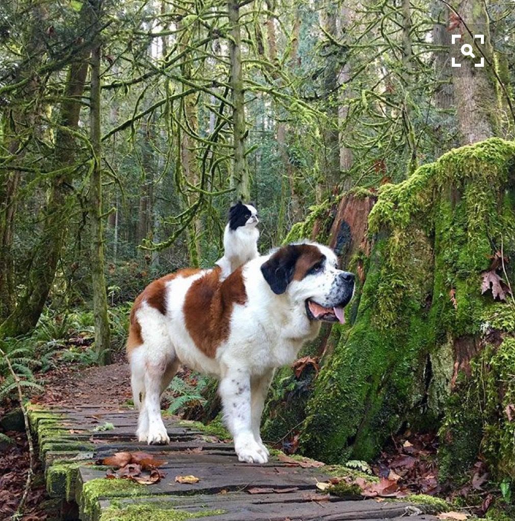 Friends in the Forest | Dogs, Cute dogs, Beautiful dogs