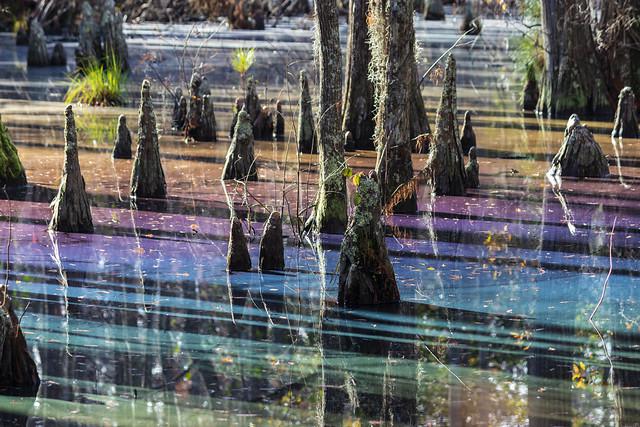 Rainbow Swamp by Katherine Scott. This occurs naturally; link to source in the comments.