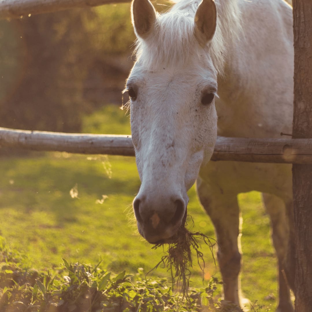 Horse Boarding Business - Wandering Hoof Ranch