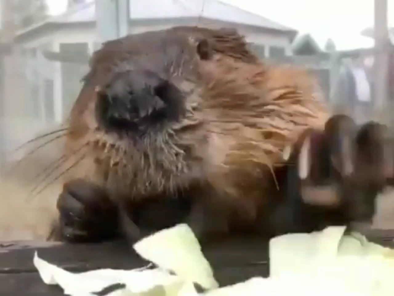 Studies show that seeing a beaver eat cabbage lowers stress by 17
