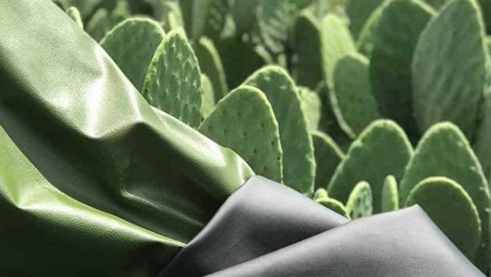 How Cactus Leather is becoming a leather alternative