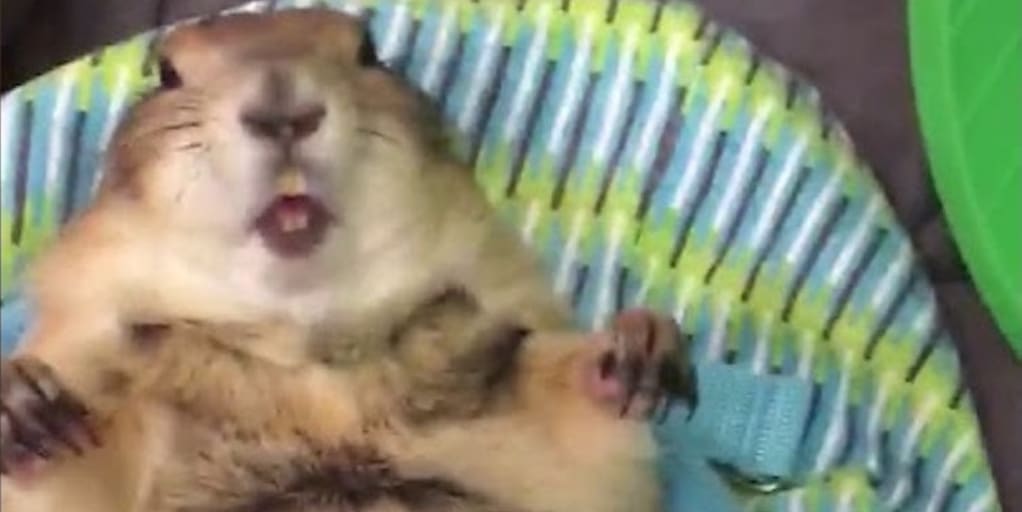 A Friendly Rescued Prairie Dog Freezes in Place When His Human Stops Rubbing His Tummy