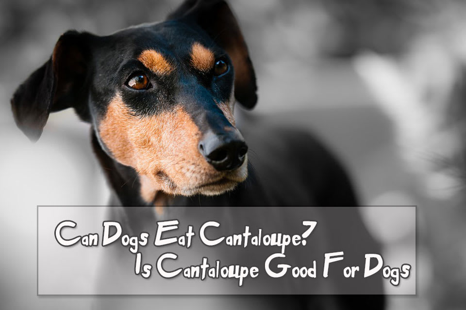 Can Dogs Eat Cantaloupe? Is Cantaloupe Good For Dogs