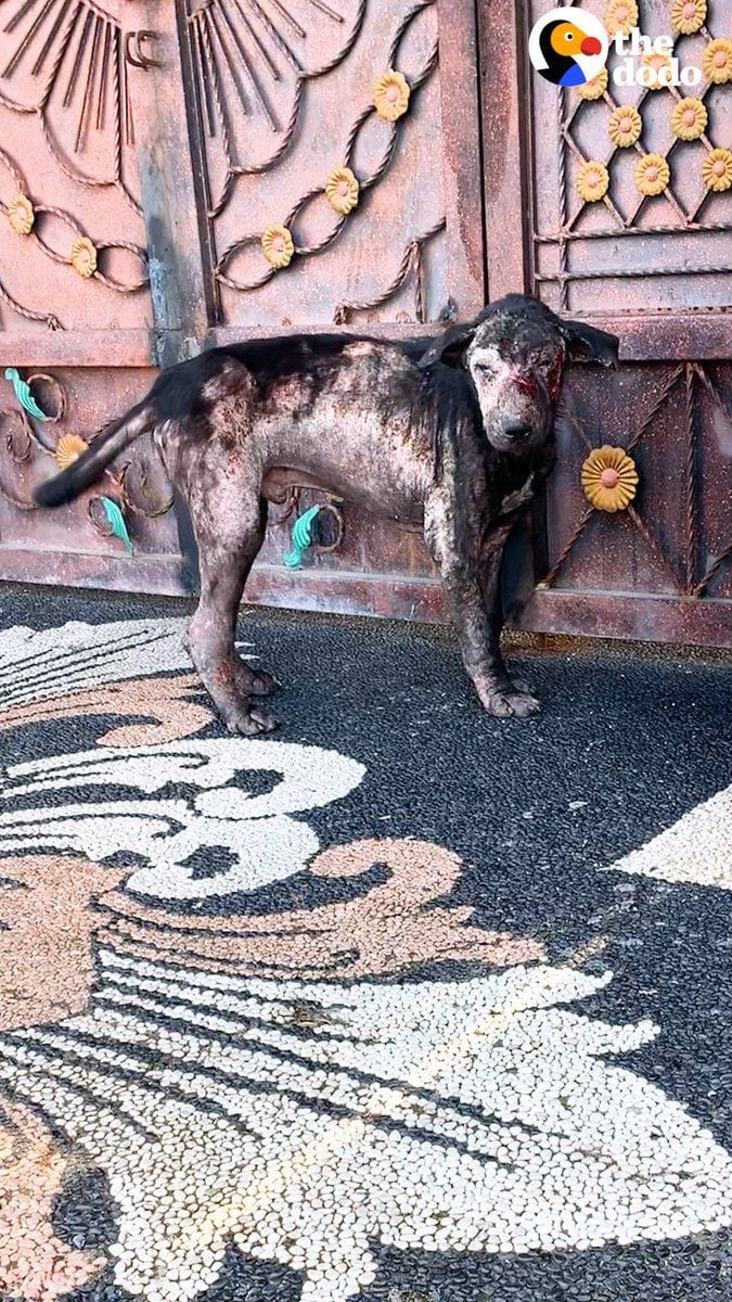 Abandoned street dog reunites with his rescuer a year later and she can ...